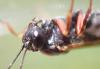 Pimpla turionellae